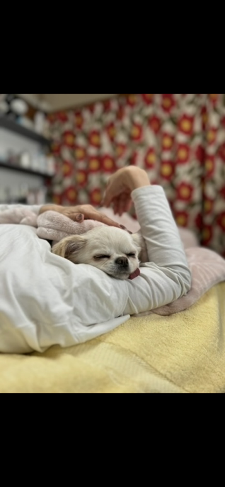 看板犬の写真2