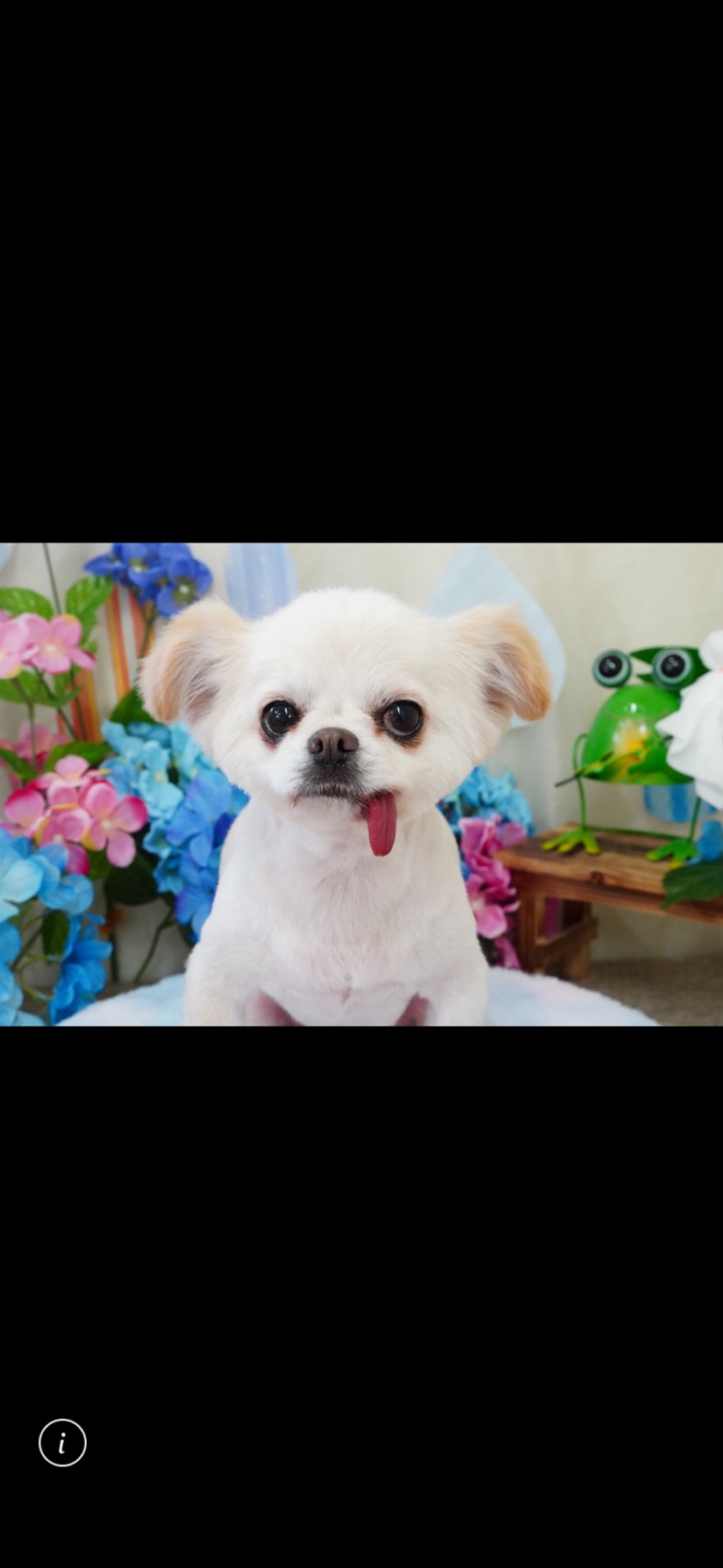 看板犬の写真4
