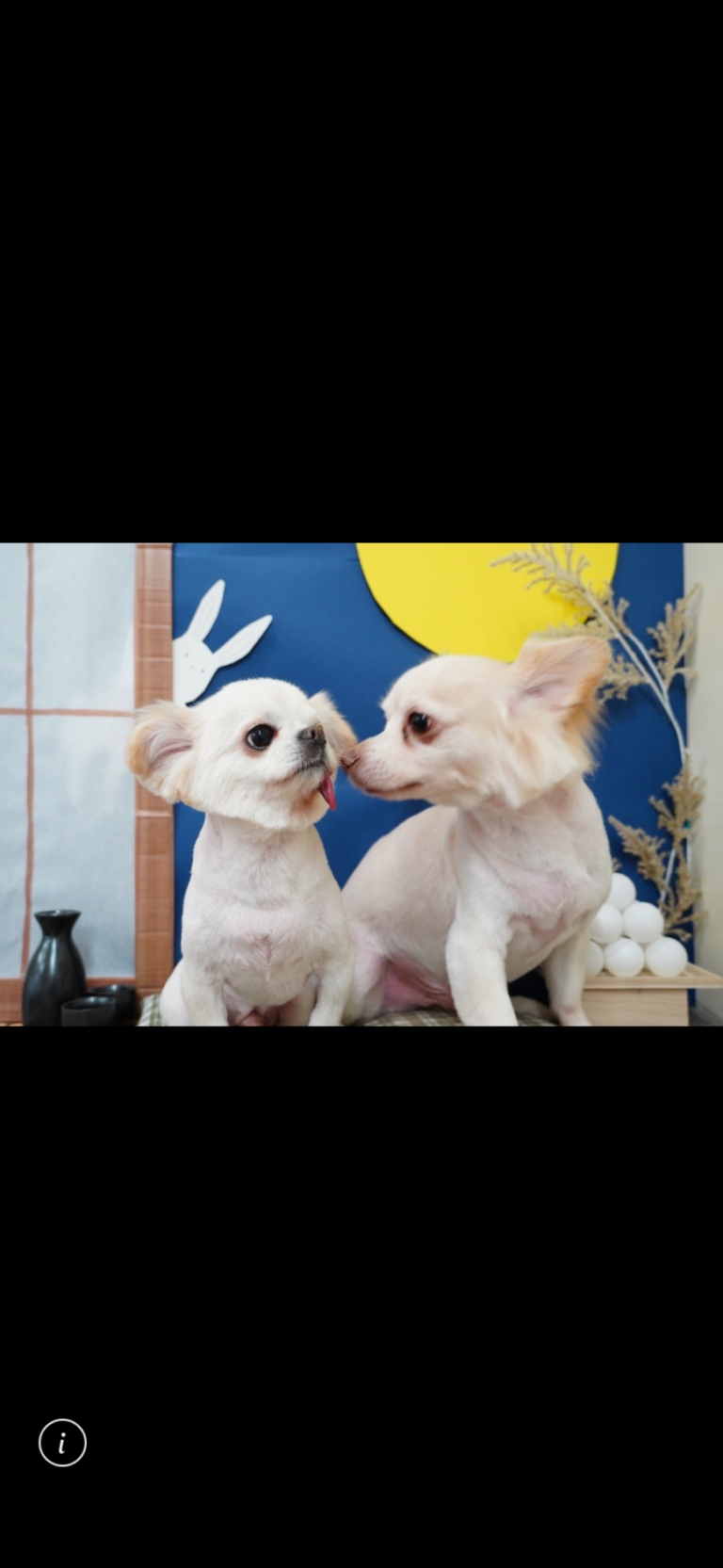 看板犬の写真5