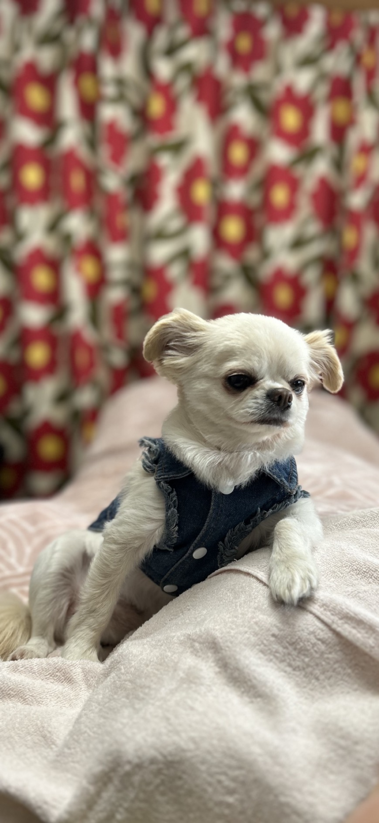 看板犬の写真1